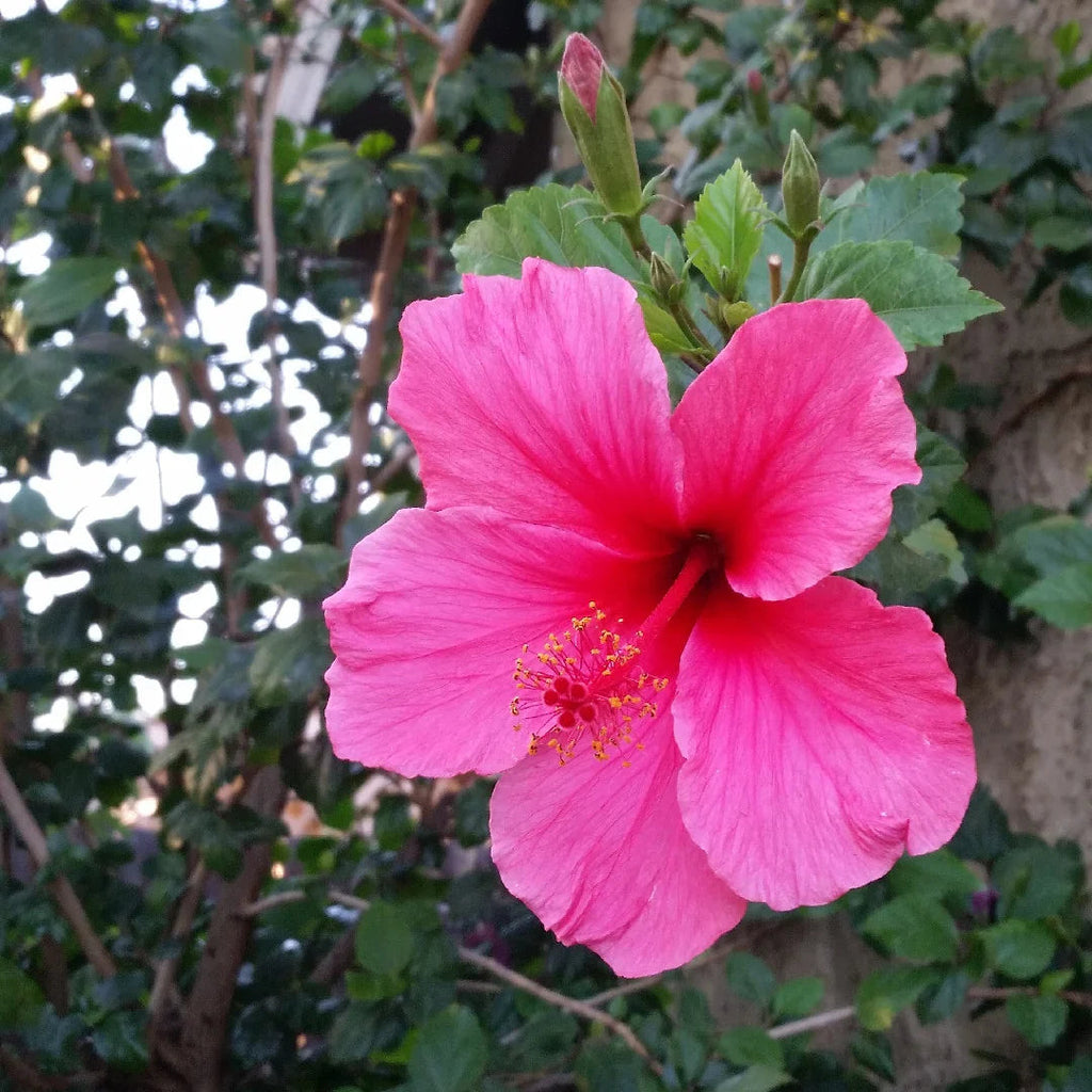 Pink Hibiscus Flower seeds for Planting Premium Quality, Heirloom & GMO Free Seeds for Home Garden seeds for planting
