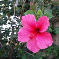 Pink Hibiscus Flower seeds for Planting Premium Quality, Heirloom & GMO Free Seeds for Home Garden seeds for planting