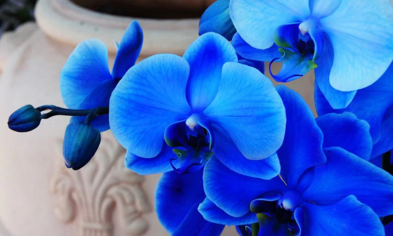 Orchidee Flower seeds for Planting Cut Flower Favorite, Heirloom & GMO Free Seeds for Home Garden seeds for planting