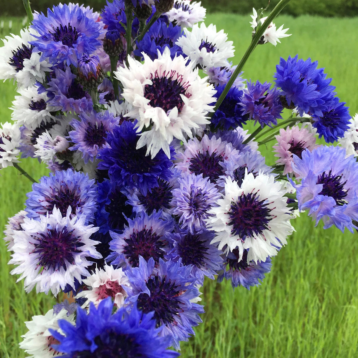 Mixed Bachelor Flower seeds for Planting Cottage Garden Essential, Heirloom & GMO Free Seeds for Home Garden seeds for planting