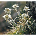 White Leontopodium Flower seeds for Planting Hardy Variety, Heirloom & GMO Free Seeds for Home Garden seeds for planting