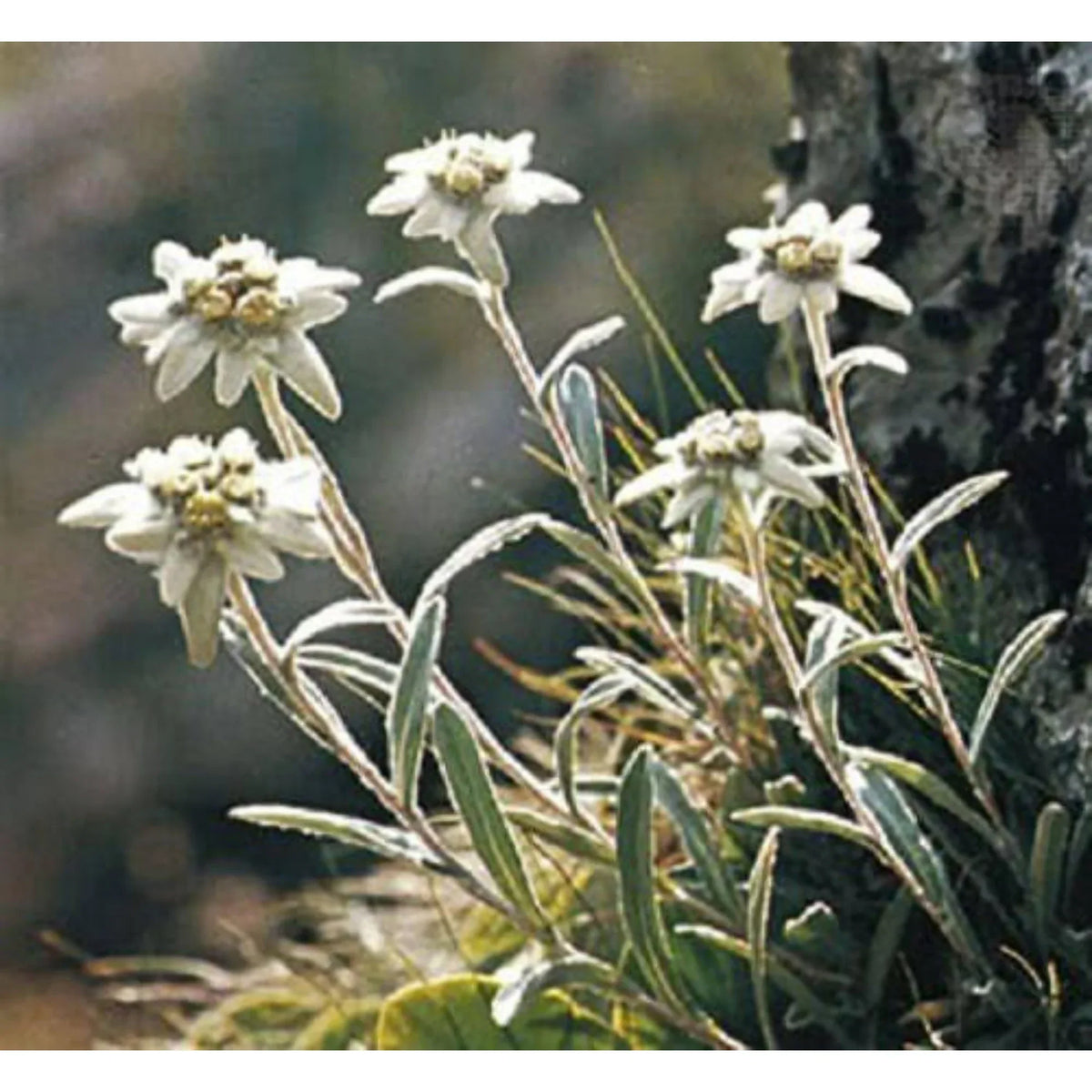 White Leontopodium Flower seeds for Planting Hardy Variety, Heirloom & GMO Free Seeds for Home Garden seeds for planting