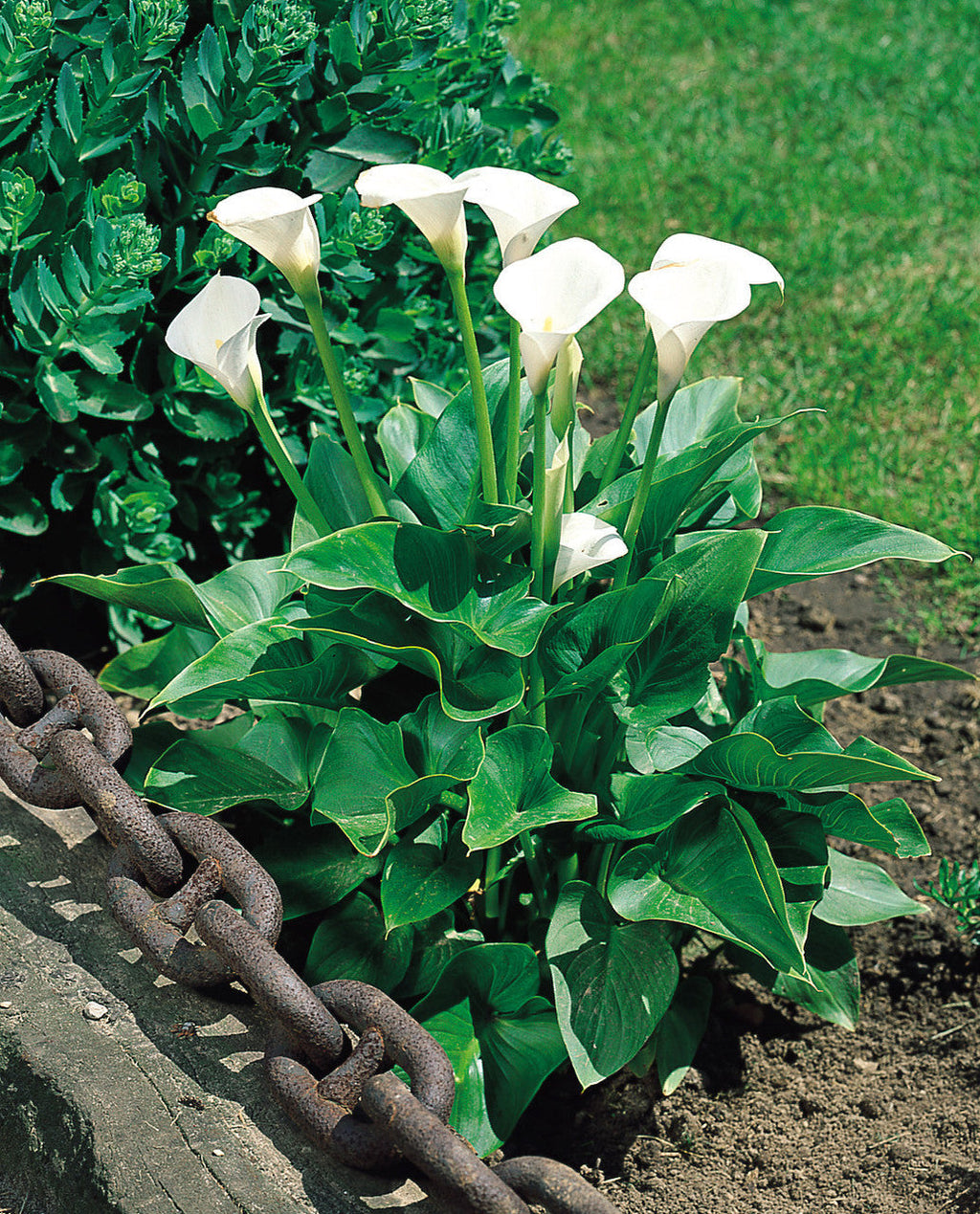 High quality White Zantedeschia Aethiopica Flower seeds for Planting Garden Favorite, Heirloom & GMO Free Seeds for Home Garden seeds pack