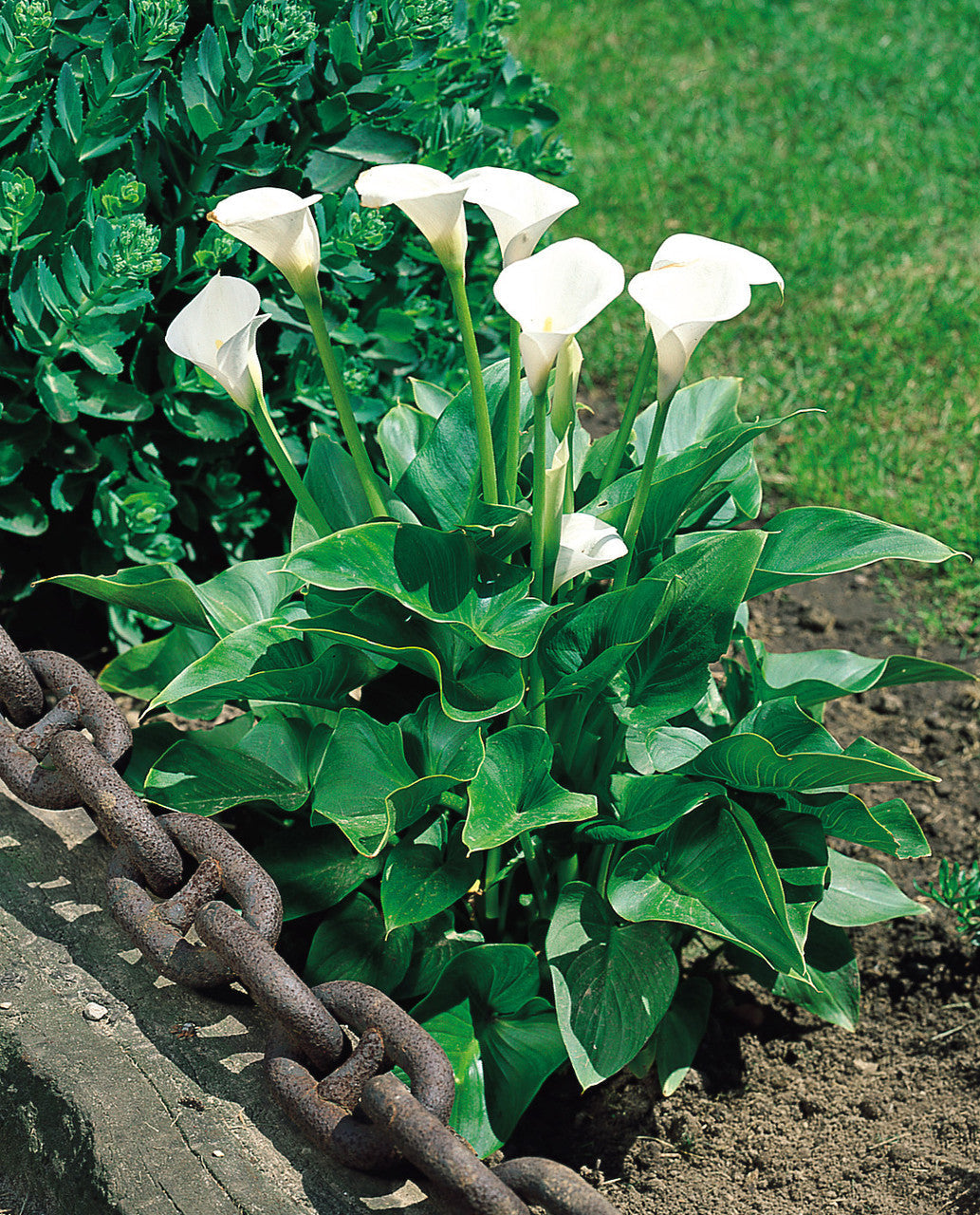 High quality White Zantedeschia Aethiopica Flower seeds for Planting Garden Favorite, Heirloom & GMO Free Seeds for Home Garden seeds pack