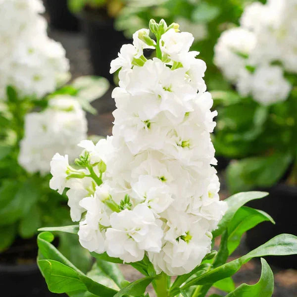 White Matthiola Incana Flower seeds for Planting Cut Flower Favorite Heirloom & GMO Free Seeds for Home Garden