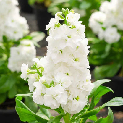 White Matthiola Incana Flower seeds for Planting Cut Flower Favorite Heirloom & GMO Free Seeds for Home Garden