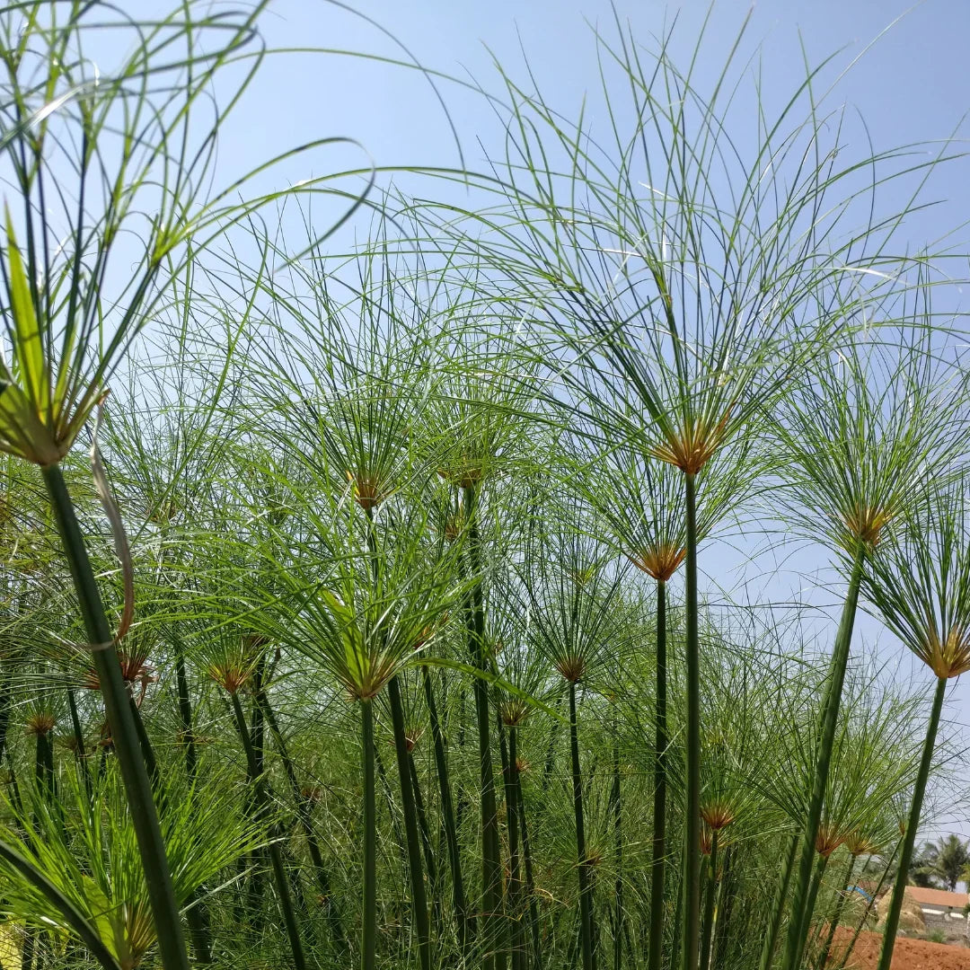Egyptian Papyrus Flower seeds for Planting - Seasonal Bloomer, Heirloom & GMO Free Seeds for Home Garden