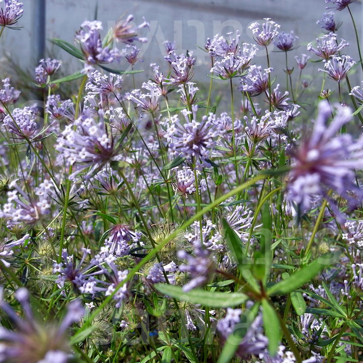 Asperula Flower seeds for Planting, Easy to Grow Heirloom & GMO Free Seeds for Home Garden   Sale