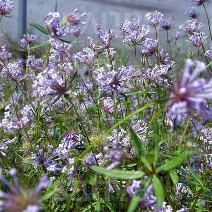 Asperula Flower seeds for Planting, Easy to Grow Heirloom & GMO Free Seeds for Home Garden   Sale
