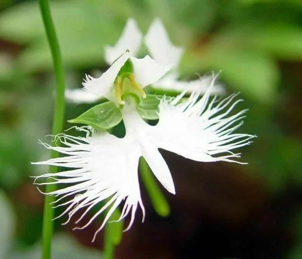 Japanese Radiata Flower seeds for Planting Easy to Grow, Heirloom & GMO Free Seeds for Home Garden vegetable and garden seeds