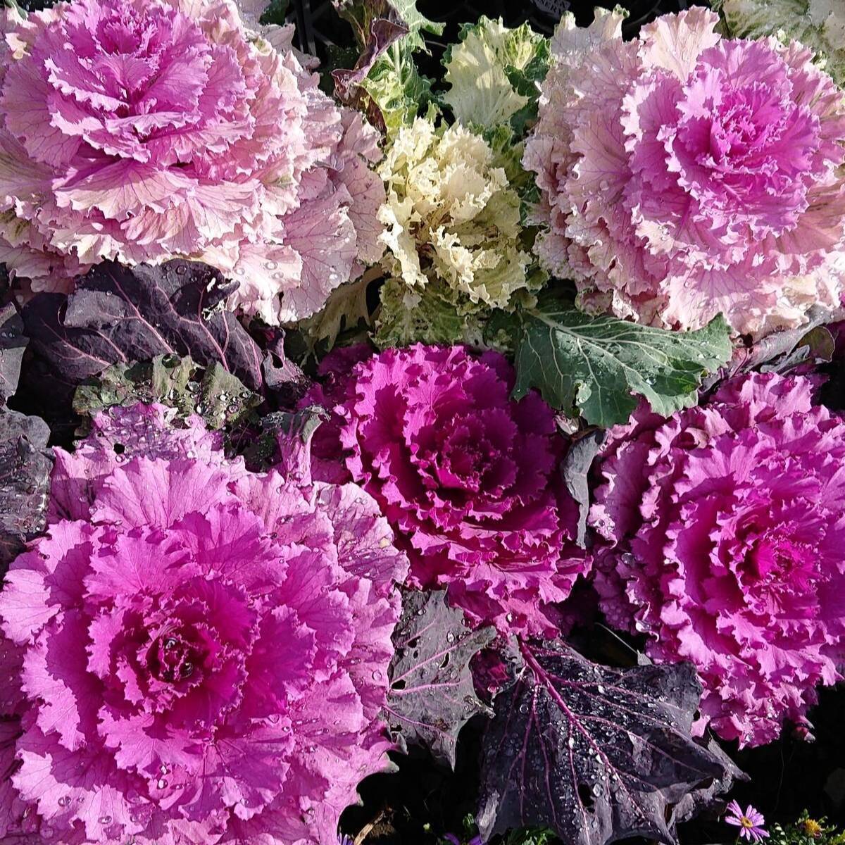 Violet Kale Seeds For Planting - Nutritious Brassica Oleracea Vegetable