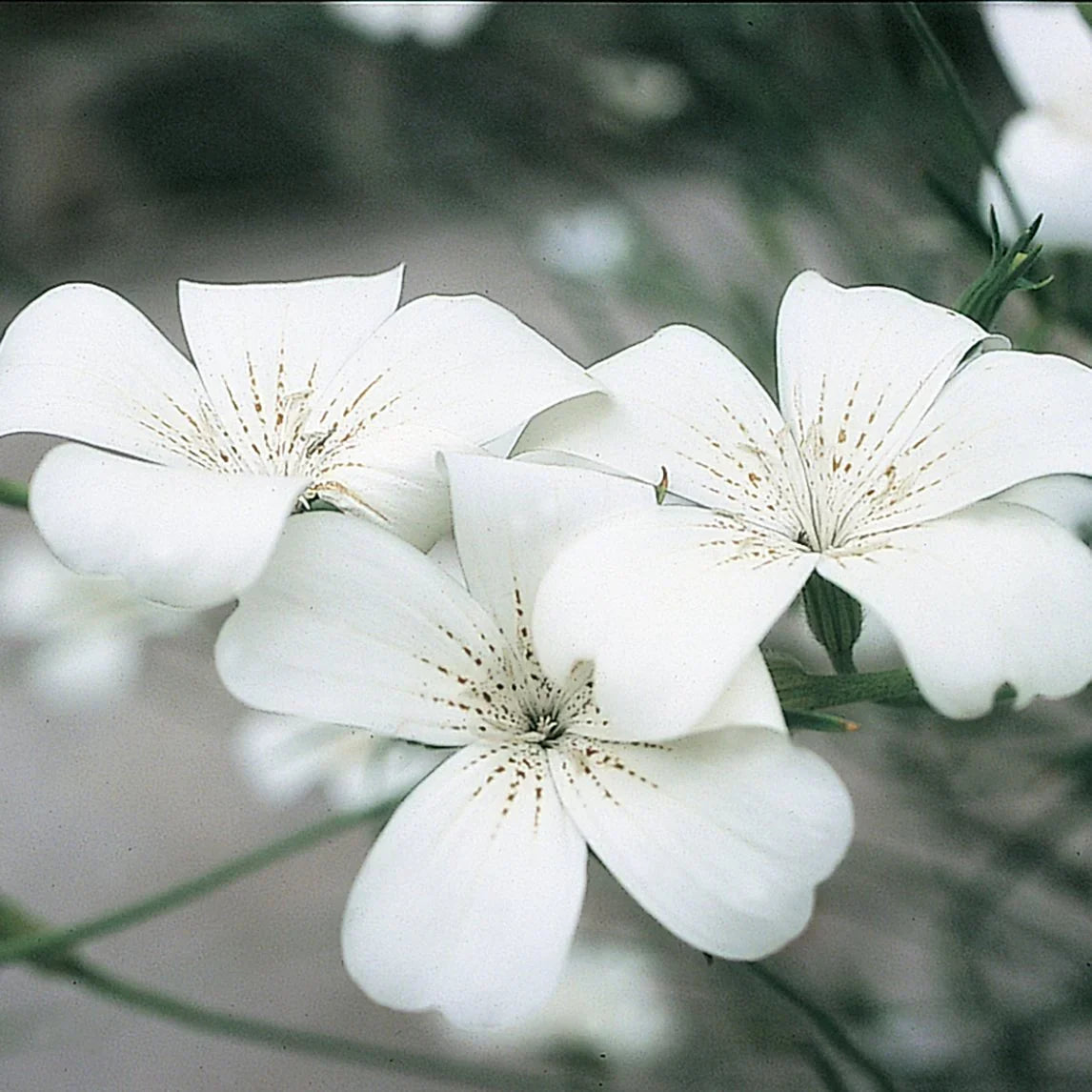 Agrostemma Ocean Pearl Flower seeds for Planting, Garden Favorite Heirloom & GMO Free Seeds for Home Garden