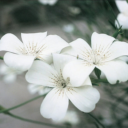 Agrostemma Ocean Pearl Flower seeds for Planting, Garden Favorite Heirloom & GMO Free Seeds for Home Garden