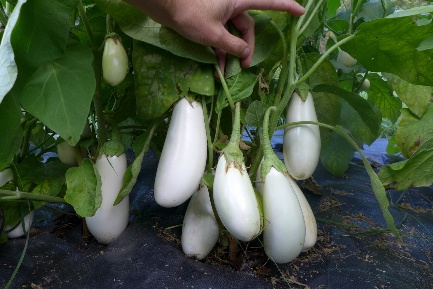 Sweet White Eggplant Seeds - Easy Planting For Delicious Harvests Plant Seeds