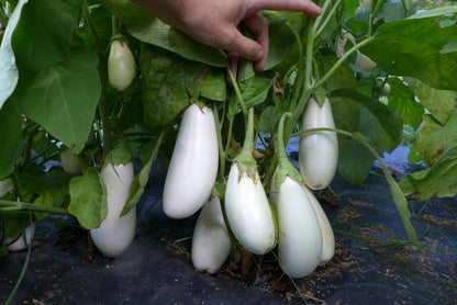 Sweet White Eggplant Seeds - Easy Planting For Delicious Harvests Plant Seeds