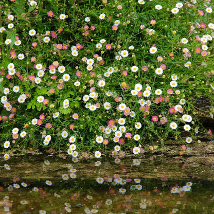 Santa Barbara Flower seeds for Planting, Garden Favorite Heirloom & GMO Free Seeds for Home Garden