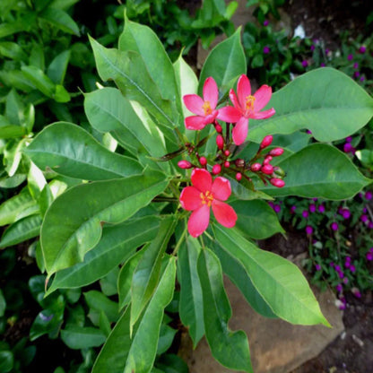 Jatropha Flower seeds for Planting Wildflower Mix Heirloom & GMO Free Seeds for Home Garden