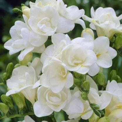 Freesia Flower seeds for Planting Drought Tolerant Heirloom & GMO Free Seeds for Home Garden