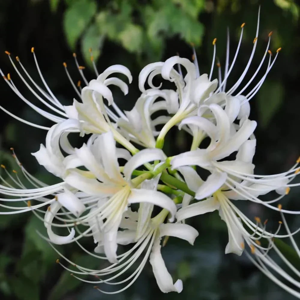 Lycoris Radiata Flower seeds for Planting Cut Flower Favorite Heirloom & GMO Free Seeds for Home Garden