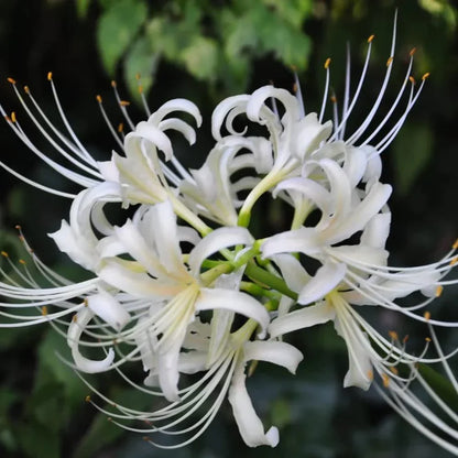 Lycoris Radiata Flower seeds for Planting Cut Flower Favorite Heirloom & GMO Free Seeds for Home Garden