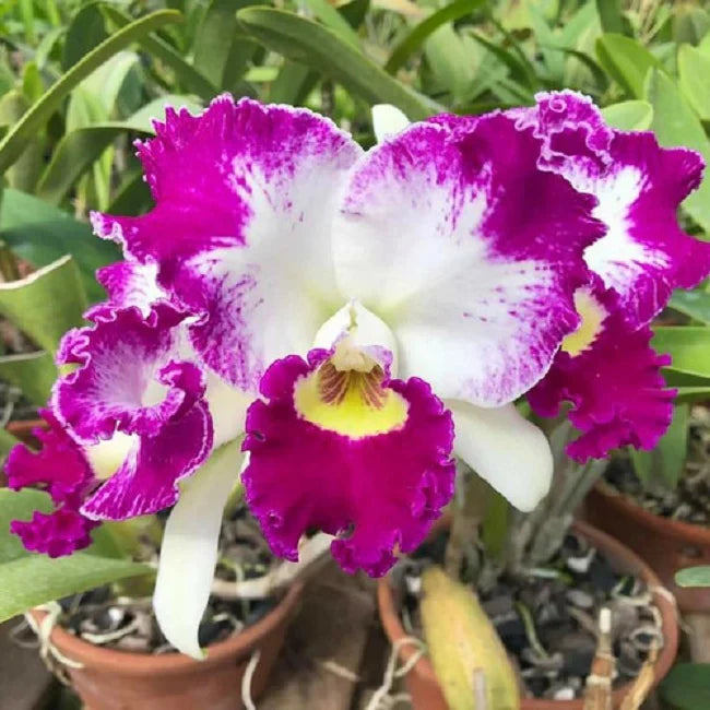 Cattleya Orchid Flower seeds for Planting Fragrant Blossoms Heirloom & GMO Free Seeds for Home Garden