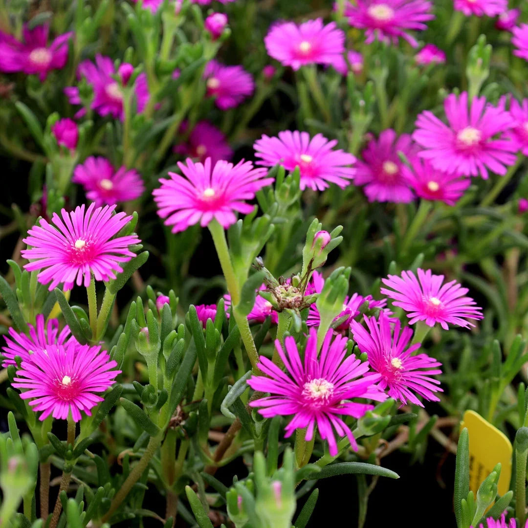 Argyroderma Flower seeds for Planting Hardy Variety Heirloom & GMO Free Seeds for Home Garden