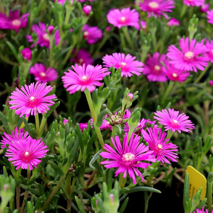 Argyroderma Flower seeds for Planting Hardy Variety Heirloom & GMO Free Seeds for Home Garden