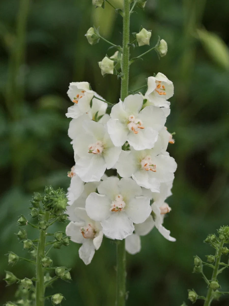 White Checkermallow Flower seeds for Planting Long Bloom Season, Heirloom & GMO Free Seeds for Home Garden vegetable and garden seeds