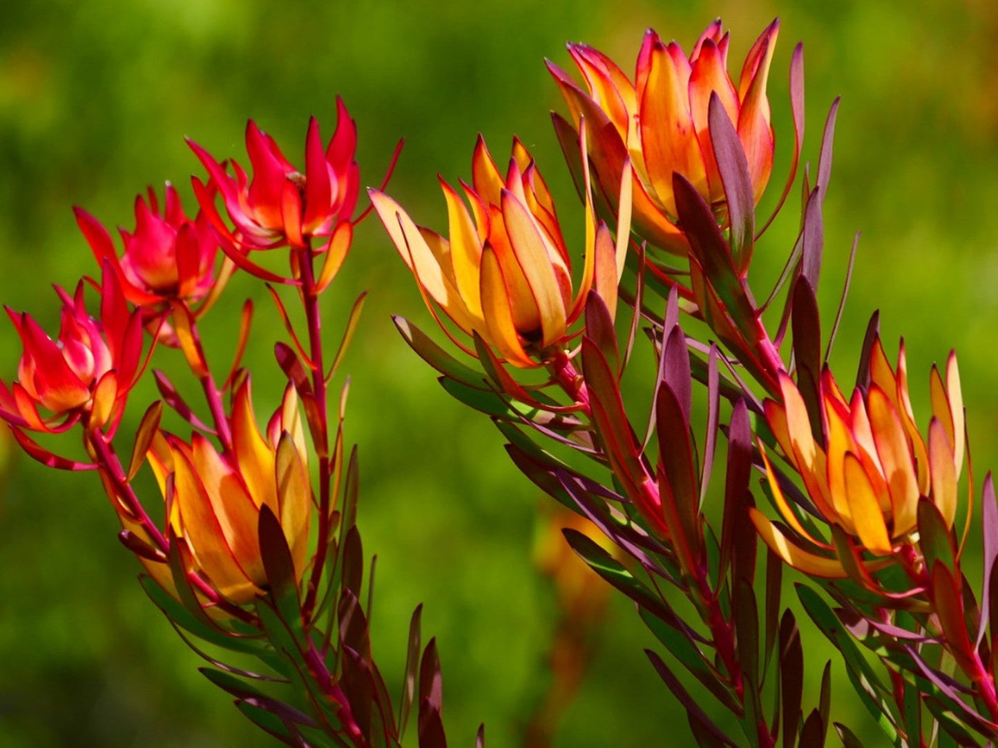 Leucadendron Salignum Conebush Flower seeds for Planting Hardy Variety Heirloom & GMO Free Seeds for Home Garden