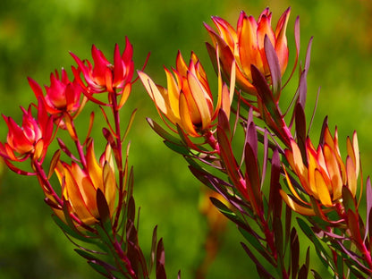 Leucadendron Salignum Conebush Flower seeds for Planting Hardy Variety Heirloom & GMO Free Seeds for Home Garden