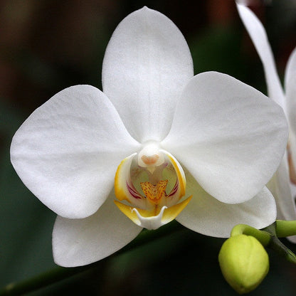 Orchid Phalaenopsis Flower seeds for Planting, Easy to Grow Heirloom & GMO Free Seeds for Home Garden