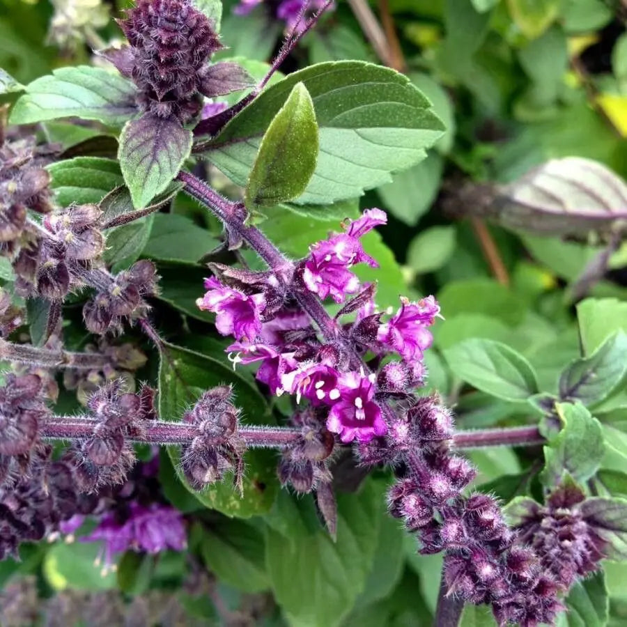 Premium Violet Ocimum Flower seeds for Planting Cottage Garden Essential, Heirloom & GMO Free Seeds for Home Garden seeds