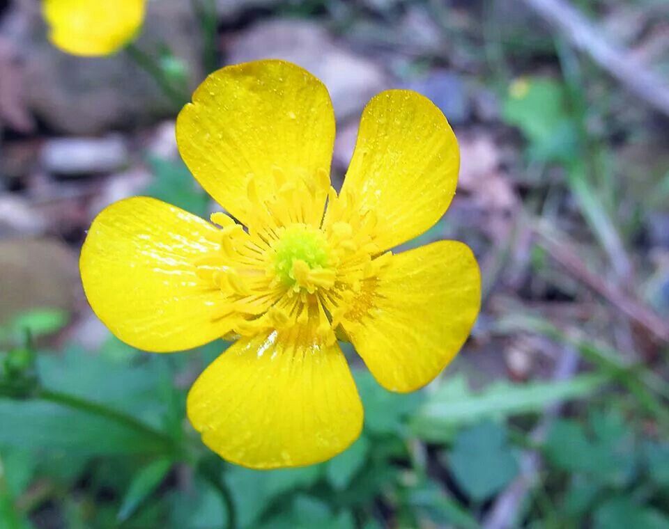 High quality Yellow Buttercup Flower seeds for Planting Seasonal Bloomer, Heirloom & GMO Free Seeds for Home Garden seeds pack
