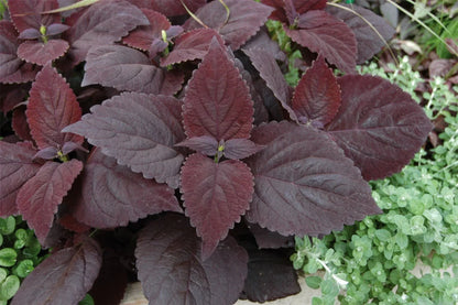 Dark Chocolate Coleus Seeds For Planting