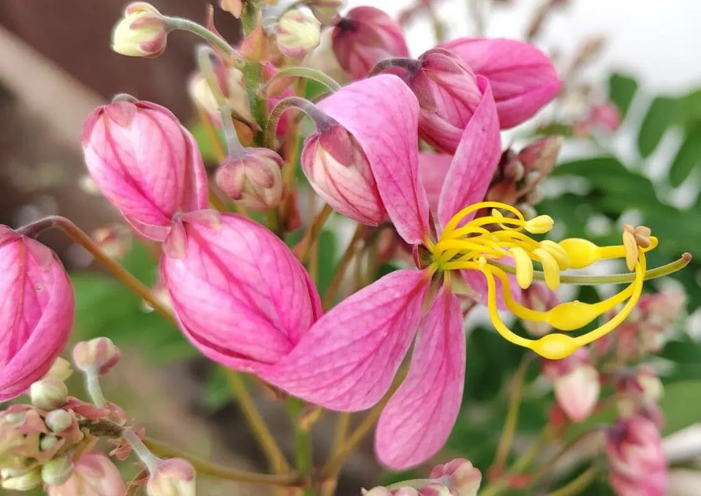 Premium Javanica Flower seeds for Planting Fragrant Blossoms, Heirloom & GMO Free Seeds for Home Garden seeds