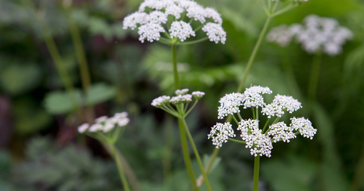 High quality Scotch Lovage (Ligusticum scoticum) Flower seeds for Planting Wildflower Mix, Heirloom & GMO Free Seeds for Home Garden seeds pack