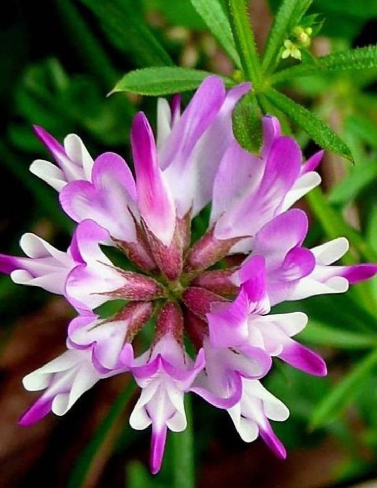 Astragalus Sinicus Flower seeds for Planting Vibrant Colors Heirloom & GMO Free Seeds for Home Garden