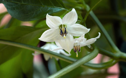 Jalapeno Flower seeds for Planting Wildflower Mix Heirloom & GMO Free Seeds for Home Garden