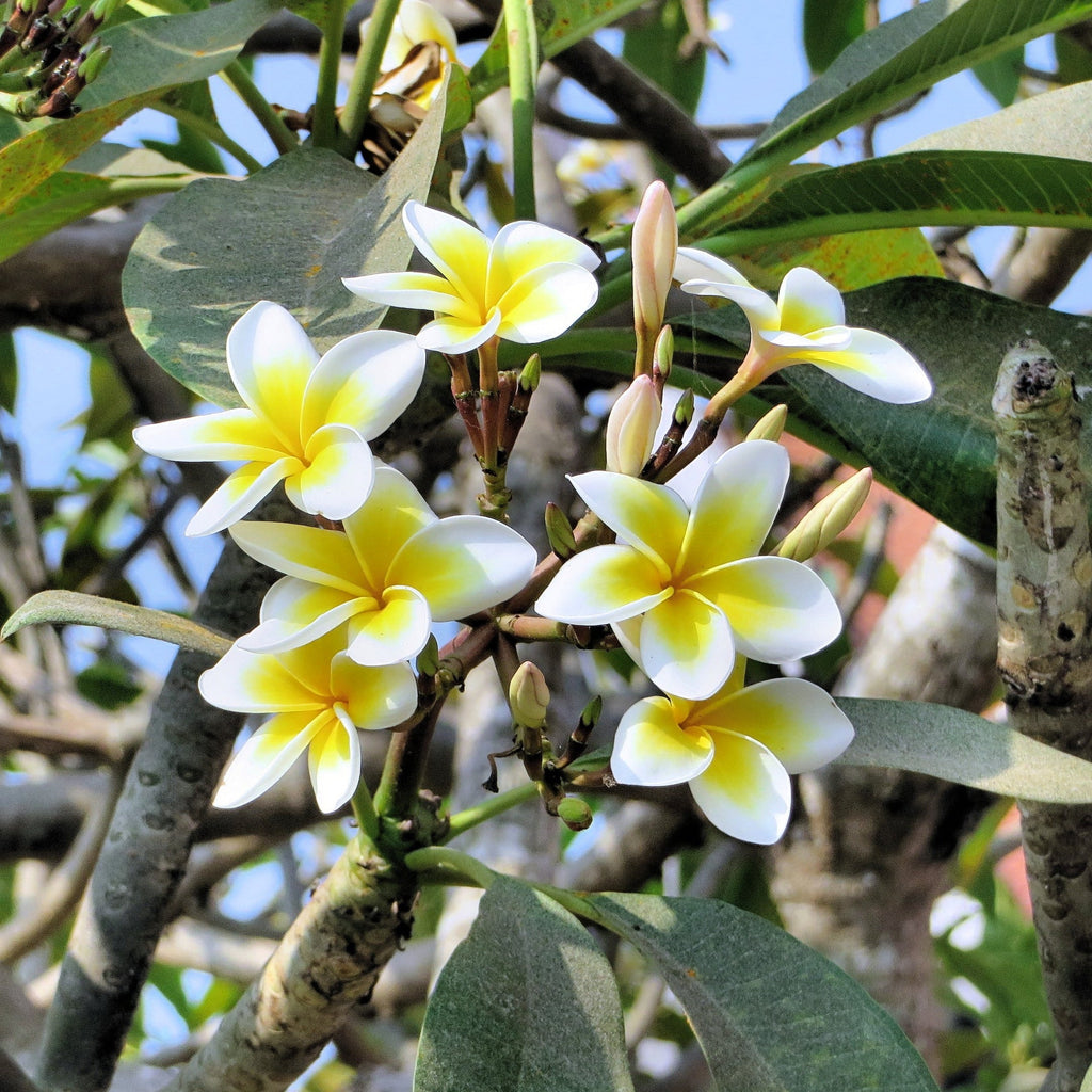 Premium Frangipani Flower seeds for Planting Perfect for Borders Heirloom & GMO Free Seeds for Home Garden seeds