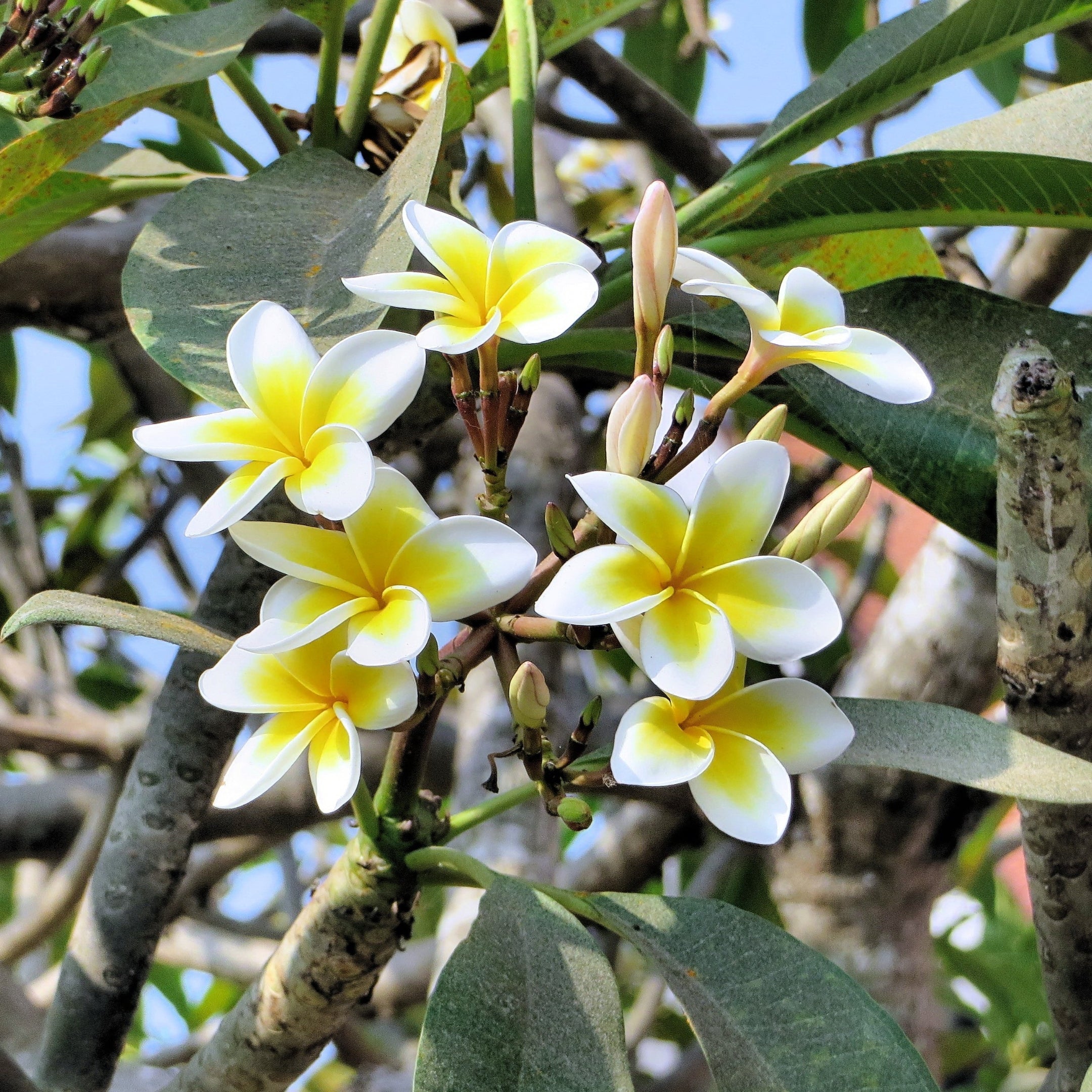 Premium Frangipani Flower seeds for Planting Perfect for Borders Heirloom & GMO Free Seeds for Home Garden seeds