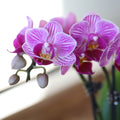 Violet Butterfly Orchid Flower seeds for Planting Low Maintenance, Heirloom & GMO Free Seeds for Home Garden seeds for planting