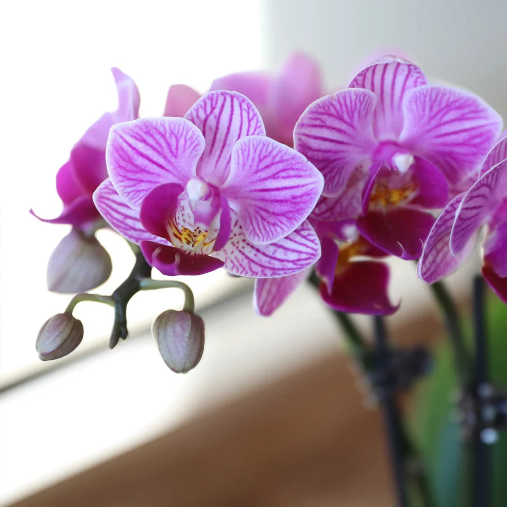 Violet Butterfly Orchid Flower seeds for Planting Low Maintenance, Heirloom & GMO Free Seeds for Home Garden seeds for planting