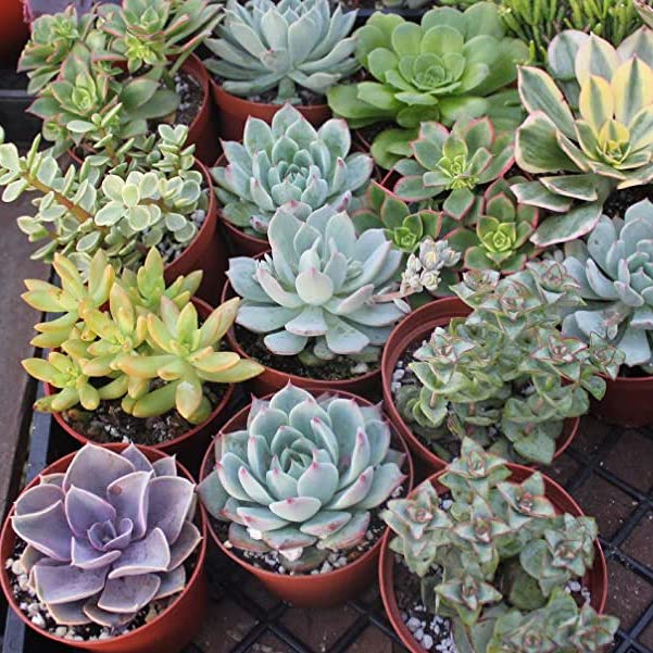 Succulent Flower seeds for Planting Sun Loving Heirloom & GMO Free Seeds for Home Garden