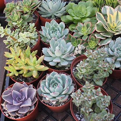Succulent Flower seeds for Planting Sun Loving Heirloom & GMO Free Seeds for Home Garden