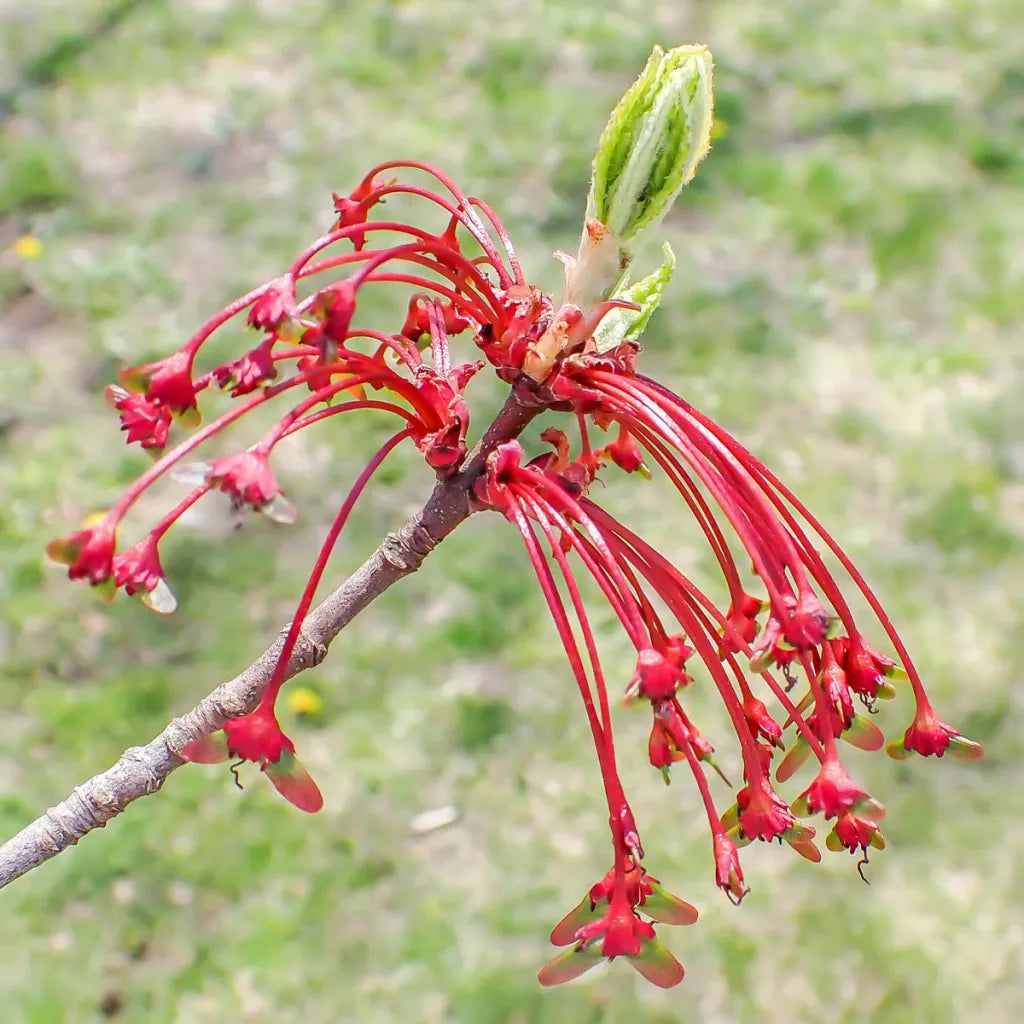 Maple Flower seeds for Planting Hardy Variety, Heirloom & GMO Free Seeds for Home Garden vegetable and garden seeds