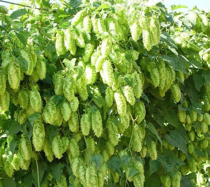 Khaki Green Humulus Lupulus Flower seeds for Planting Fragrant Blossoms Heirloom & GMO Free Seeds for Home Garden 
 
 Sale