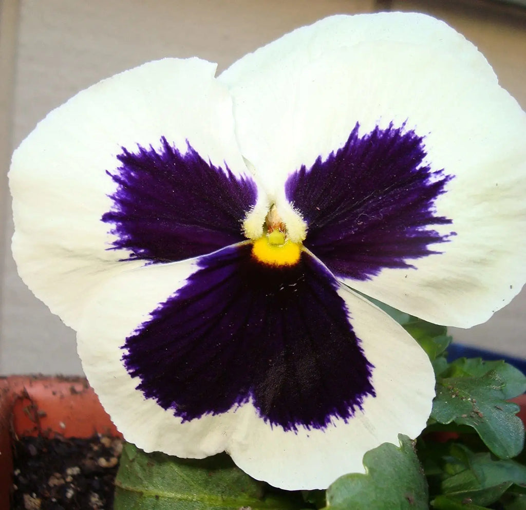 Premium White & Black Pansy Flower seeds for Planting Perfect for Borders, Heirloom & GMO Free Seeds for Home Garden seeds