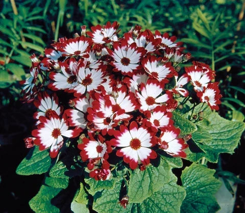 High quality Mix Cineraria Flower seeds for Planting Drought Tolerant, Heirloom & GMO Free Seeds for Home Garden seeds pack
