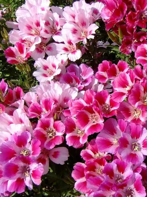 Multicolor Azalea Flower seeds for Planting Cottage Garden Essential, Heirloom & GMO Free Seeds for Home Garden vegetable and garden seeds