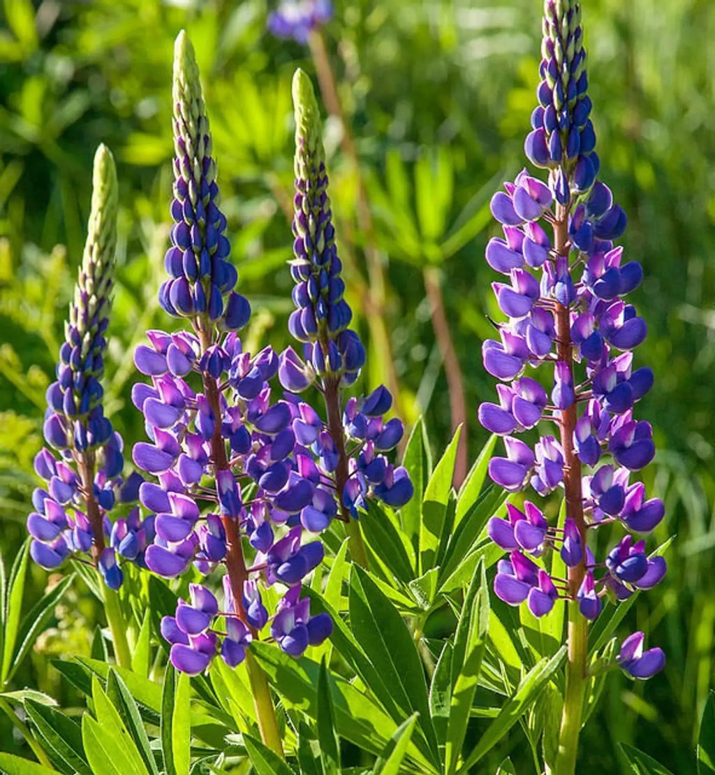Premium Purple Arroyo Lupine Flower seeds for Planting Premium Quality, Heirloom & GMO Free Seeds for Home Garden seeds